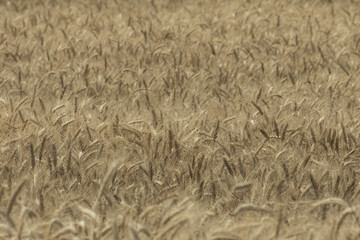 rye field. Wheat Field with the Sun. Golden Wheat Ears close-up. A fresh Crop of Rye