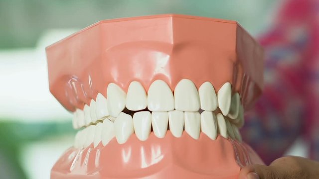 Woman demonstrating model of human jaw, explaining system of teeth growth