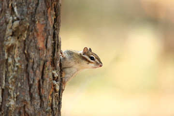 The chipmunk is sitting near the tree.
