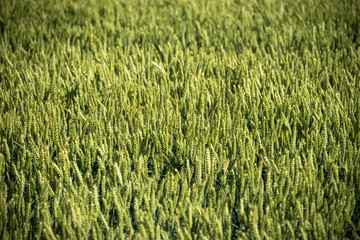 Wheat ears close up view 