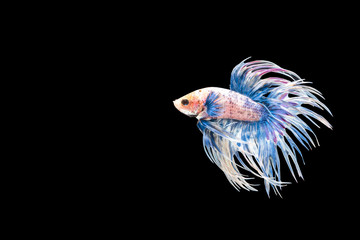 closeup beautiful siam betta fish on black background, Siammese Fighting Fish