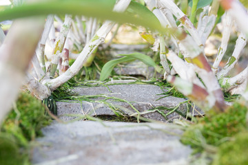 Close up of a orchid roots on the brick