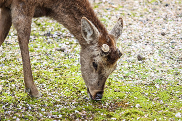 Naklejka na ściany i meble Close-up of young deer feeding on grass