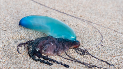 Close up of a deflated Portuguese man o' war washed ashore on a beach.