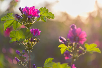 Lila Blümchen auf einer Blumenwiese in Rheinhessen an einem Sommerabend