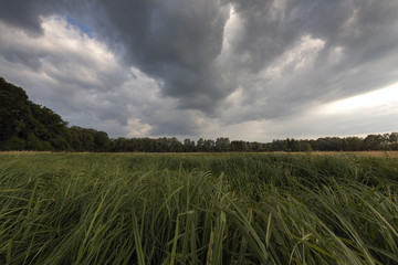 Prairie naturelle