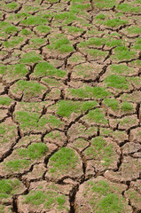 Green grass in the cracks in the dried soil in arid season