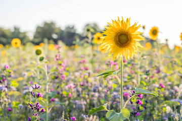 Obraz premium Blumenwiese in Rheinhessen an einem Sommertag