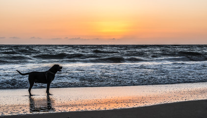 Side view of a black labrador mix with a harness on standing on the beach watching the sun rise.