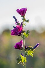 Fototapeta premium Lila Blümchen auf einer Blumenwiese in Rheinhessen an einem Sommerabend