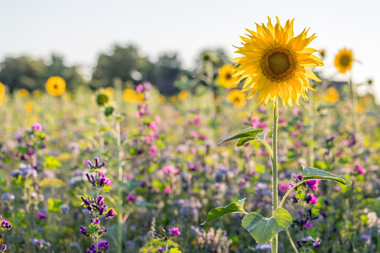 Blumenwiese in Rheinhessen an einem Sommertag