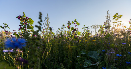 Blumenwiese in Rheinhessen an einem Sommerabend