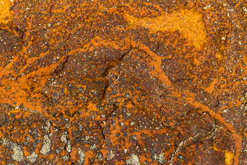 Termite nest on a sheet of gypsum