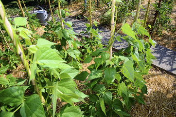 Vegetable garden, permaculture and watering can