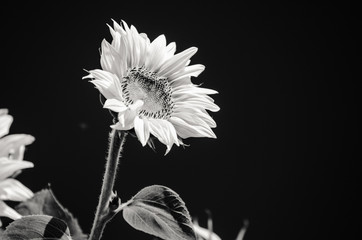 Sonnenblume