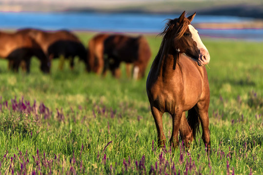 Wild horses graze in the sunlit meadow © Yakov
