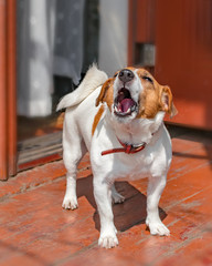 Portrait of cute small dog jack russel terrier standing and barking outside on wooden porch of old house near open door at summer sunny day. Pet protecting property - obrazy, fototapety, plakaty