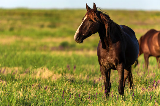 Fototapeta Wild horses graze in the sunlit meadow