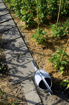 Vegetable Garden, Permaculture And Watering Can