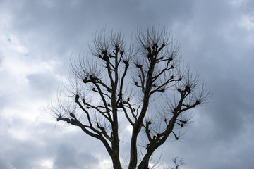 Fototapeta na wymiar pruned plane tree, sycamore 