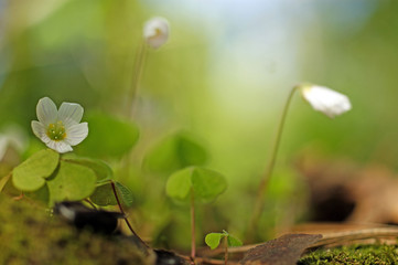 Wood Sorrel - Oxalis acetosella