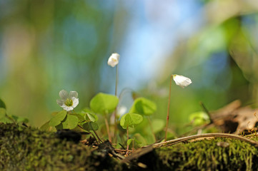 Wood Sorrel - Oxalis acetosella