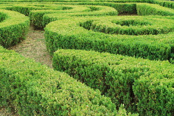 Image cropped bushes.