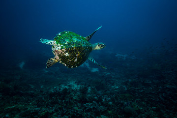 Turtle