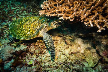 Turtle