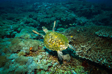 Turtle
