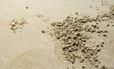 Close up crab digging hole on the beach.