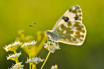 Superb butterfly in warm sunlight