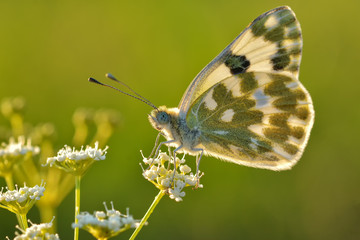 Superb butterfly in warm sunlight