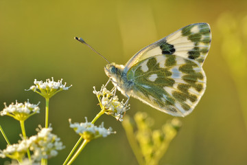 Superb butterfly in warm sunlight
