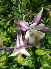 Flowers of white and purple aquilegia in the spring garden. Gardening