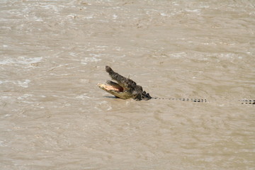 crocodile hunting for fish