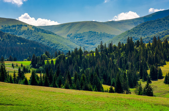 spruce forest on grassy hills of Pylypets. beautiful countryside at the foot of mighty Borzhava mountain ridge in summer