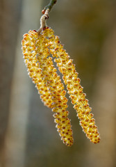 Branch of hazelnut tree.