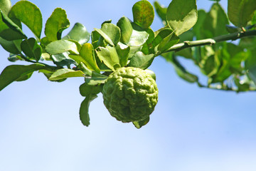 Kaffir lime or bergamot hanging on branch of tree on blue sky background
