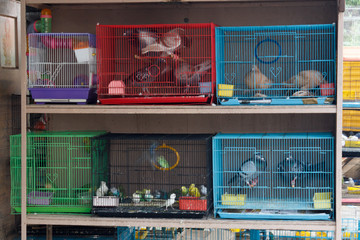 Group of birds are caged for sale in a local market in chennai india