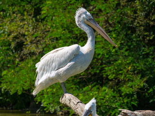 Pélican