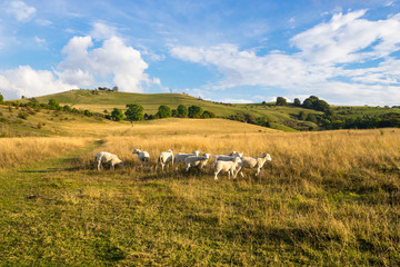 Naklejka na ściany i meble Sheeps on the meadow