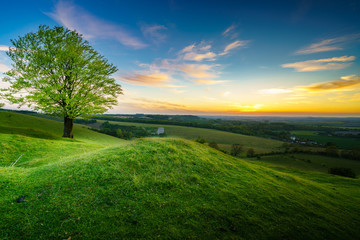 Tree and green hill at sunset 