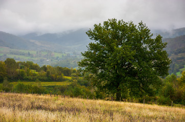 lonely oak on hillside clearing. lovely autumnal foggy weather in mountains