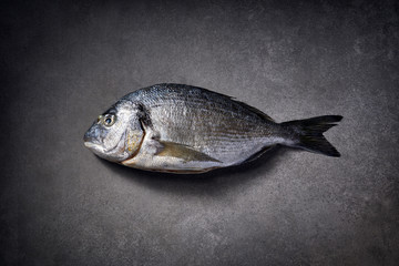 Dorada fish, sea bream, gilt-head (sea) bream raw and fresh on a grey stone background, top view. Seafood, fish