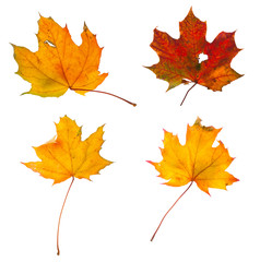 Set the autumn maple branch with leaves isolated
