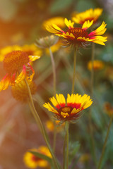 Beautiful bright  flower rudbeckia on  blooming green meadow