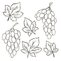 vector contour grape fruit leaf coloring book