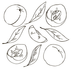 vector contour peach fruit leaf whole and half coloring book