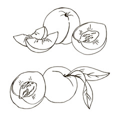vector contour peach fruit leaf whole and half coloring book
